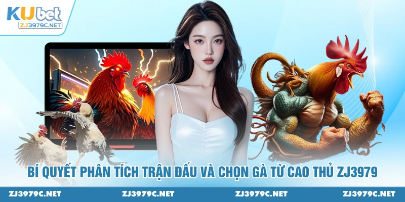 Bí quyết phân tích trận đấu và chọn gà từ cao thủ ZJ3979