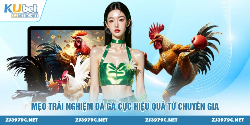 Mẹo trải nghiệm đá gà cực hiệu quả từ chuyên gia